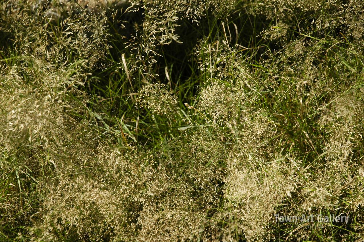 Grass on the meadow
