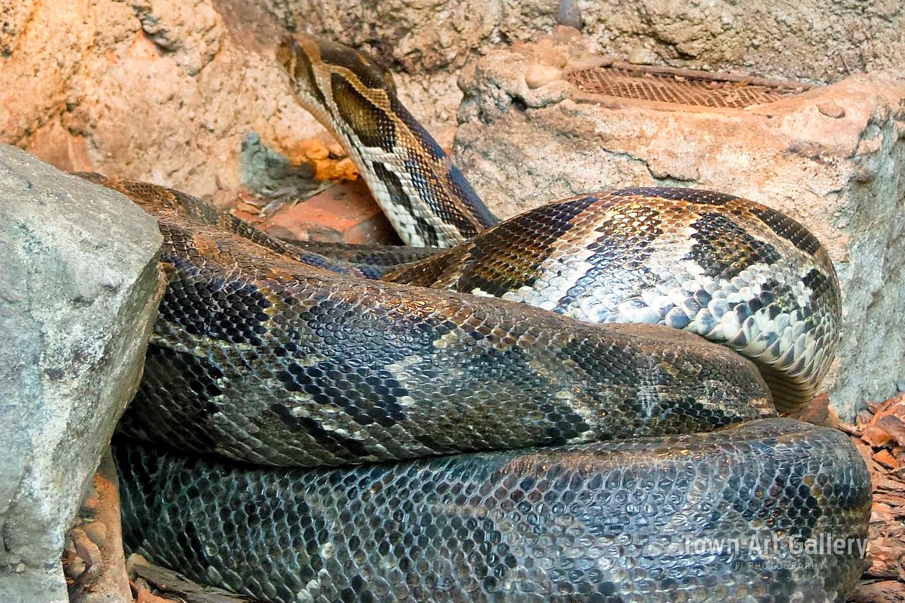 Boa snake