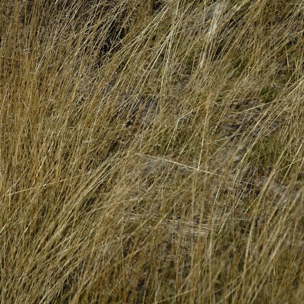 Dry grass